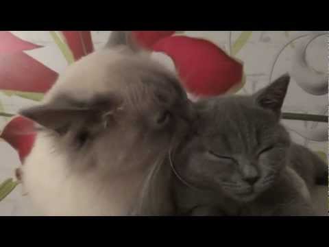 Ragdoll Cat vs British Cat - AMAZING - Kittens British Shorthair