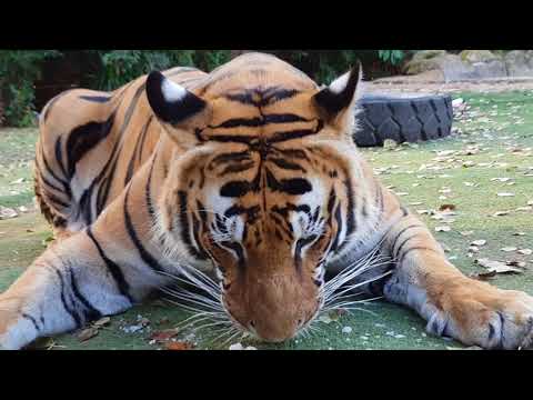 image-Do tigers eat fish?