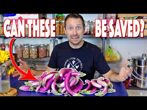 Preserving Eggplant For Winter | 5 Ways Plus Our Favorite Recipe