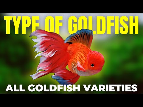 15 Type Of Goldfish For Your Freshwater Tank (All Goldfish Varieties)