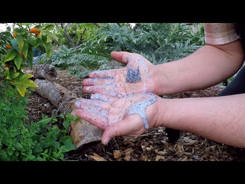 Grow Your Own Soap | Self Sufficient Gardening | Soap Plant