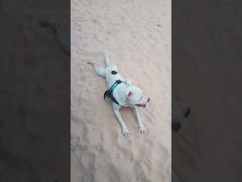 Vídeo de Zeca