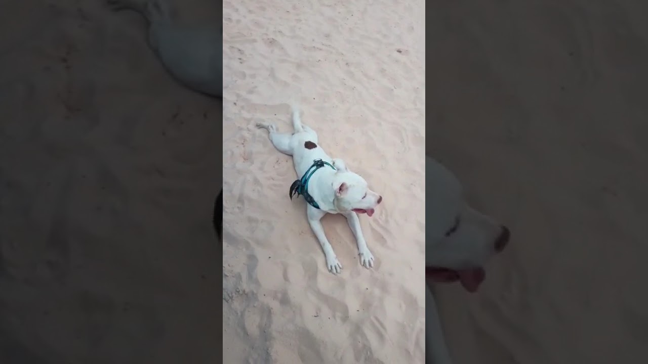Cachorro raça Pit-Bull idade 2 anos nome Zeca