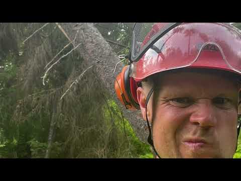 Epäonnen päivä, osa 2. Vuosisadan konkelo, älä jää alle🫣.  Dangerous Situation. Husqvarna 592 xpg.