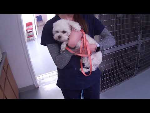 A follow up on a 7 year old poodle after femoral fracture repair
