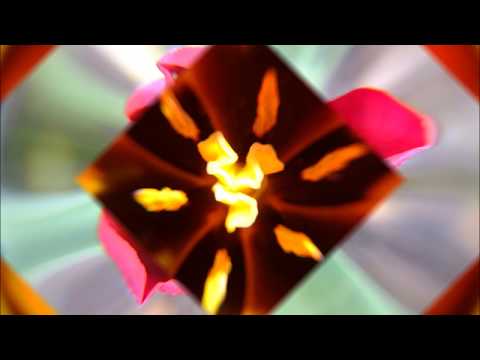 Wunder Natur Tulpen in Nahaufnahme Makro Fotografie by Ingrid Röhrl