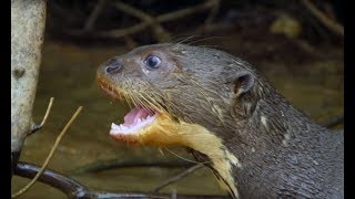 Caiman Attacks Family Of Otters | Wild Brazil | BBC Earth