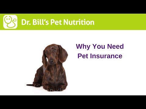 Why You Need Pet Insurance | Dr. Bill's Pet Nutrition | The Vet Is In