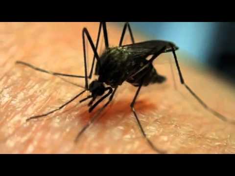 Mosquito　Bite　ヤブ蚊の吸血　