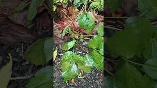 How to kill POISON IVY without toxic chemicals #shorts