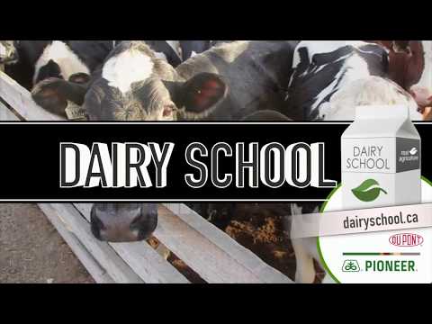 Dairy School: How to make great corn silage