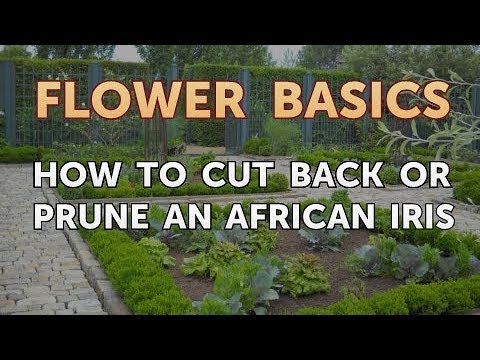 How to Get More Canna Lily Blooms