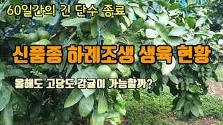 감귤재배 감귤단수60일 후 감귤생육현황 후반기 관리 고당도 하례조생