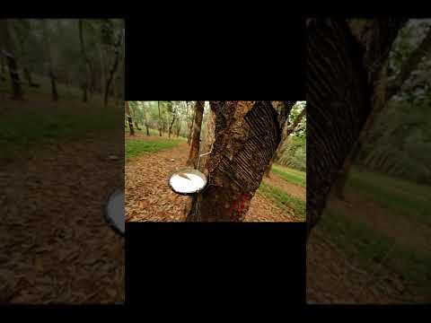 Молоко из дерева #shorts