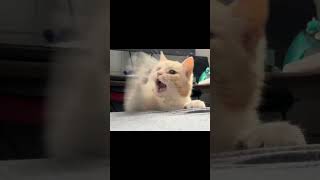 たった一匹でシスに立ち向かった猫