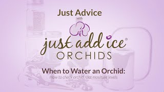Orchid Care: When to Water an Orchid