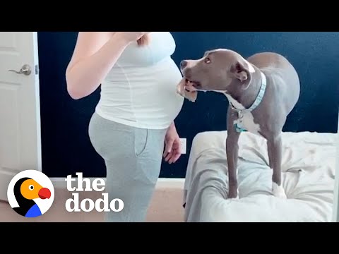 Pittie Can't Stop Pushing Her Snout Into Her Mom's Pregnant Belly | The Dodo Soulmates
