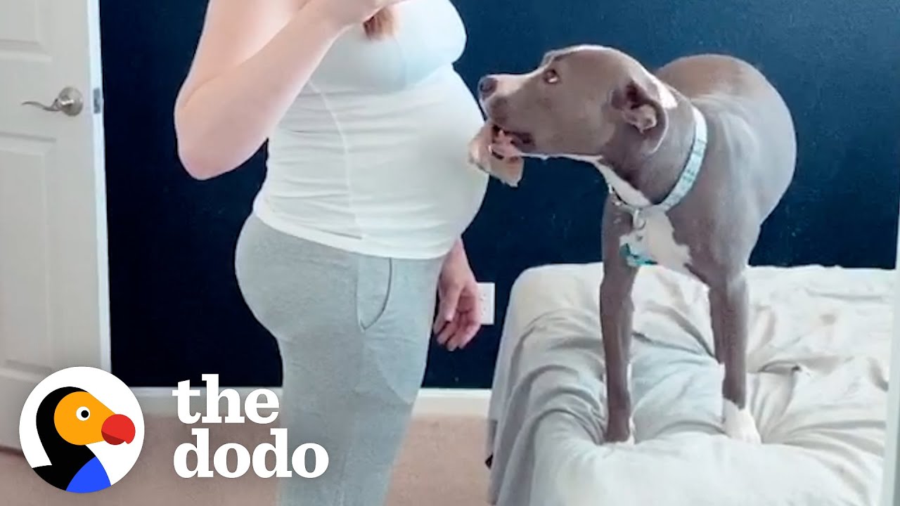 Pittie Can't Stop Pushing Her Snout Into Her Mom's Pregnant Belly | The Dodo Soulmates
