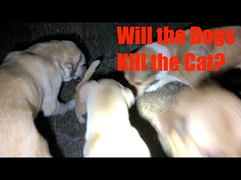 Will the Dogs Kill the Cat?