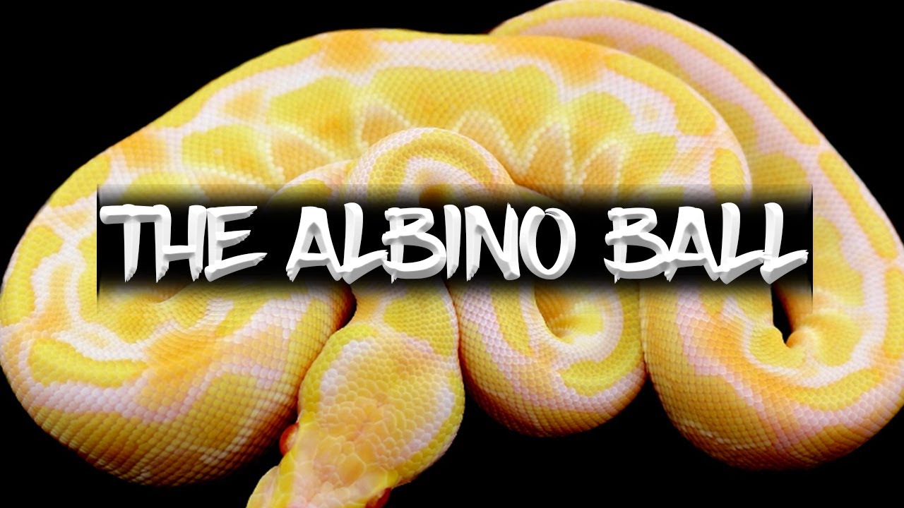 The Albino Ball Python!