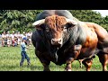 Heaviest Bull In The World 🤯 15 Biggest Bulls In the World