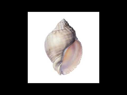 Octo Åeterna - Organic Motion [ORGANICA001]