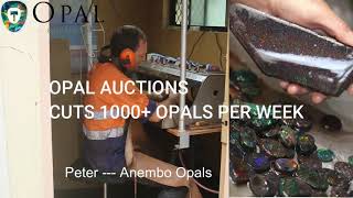Cutting Opals at Opal Auctions Head Quarters