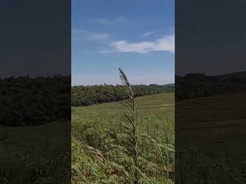 Planaltina Do Paraná É O Palco O Agro Não Para