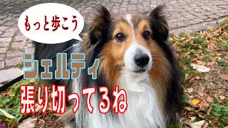 【シェルティ】張り切ってるね【フランス田舎暮らし🇫🇷】#犬の散歩 #賢い犬 #犬のいる暮らし #シェルティ