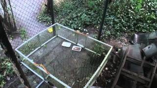 Catching a feral cat with a radio controlled drop trap