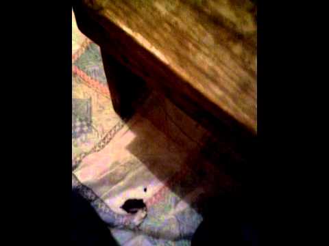 Il mio coniglio mangia l' insalata sul tavolino