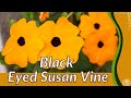 BLACK EYED SUSAN VINE Growing and Care Tips! (Thunbergia alata)
