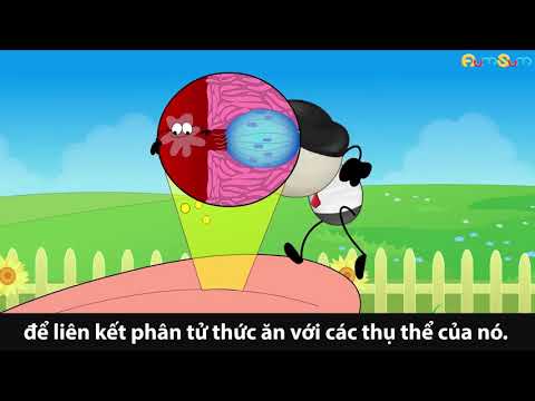 Vai trò của nước bọt