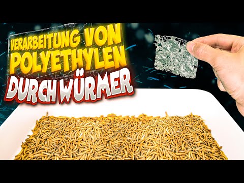 Mehlwürmer vs. Polyethylen: ein revolutionärer Ansatz für das globale Abfallproblem