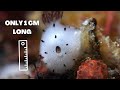 Learn All About the Adorable SEA BUNNY