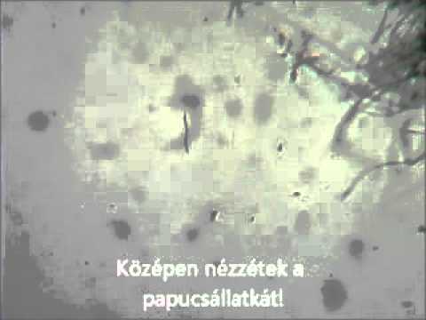 Lenmagolaj parazita kezelésre