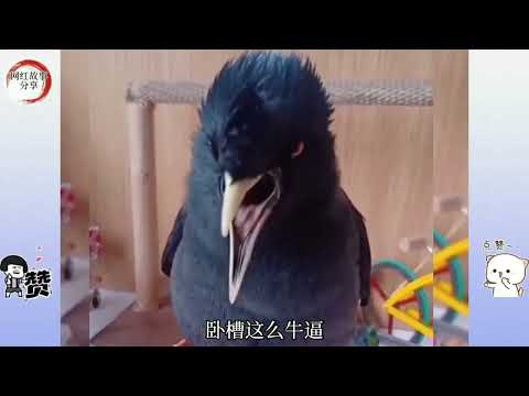 鳥帶財