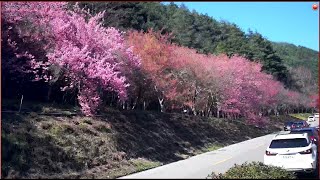 武陵農場 - 入口花園櫻花林