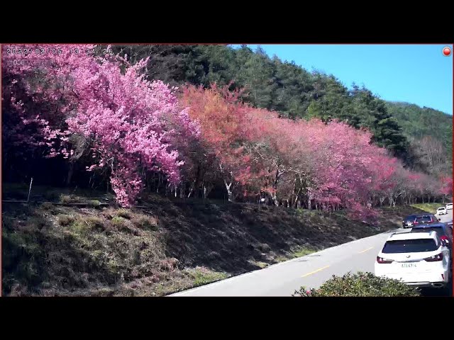 武陵農場櫻花季_入口花園