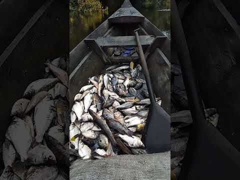 igarapé do Tapaiuna, Rio Manicoré, Manicoré, Amazonas, .ajude nosso canal, siga-nos e dê um like..