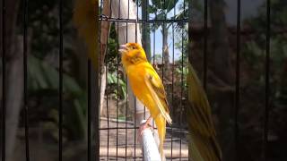 Download lagu Kenari gacor emosi #kenari #kenarigacor #canary #canarias #canario #birds #shorts #shorts mp3 Download lagu Kenari gacor emosi #kenari #kenarigacor #canary #canarias #canario #birds #shorts #shorts mp3