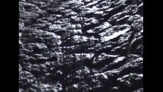 Belasco - Butterflies