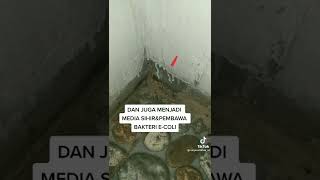 Download lagu SANGAT BERGUNA GUYS PT 2 mp3 Download lagu SANGAT BERGUNA GUYS PT 2 mp3