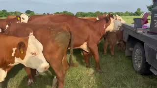 Hereford Cow calf pairs AId back to Hereford bulls