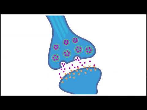 General Psychology Chapter 2: Neuroscience and the Biology of Behavior