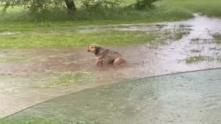 During the heavy rain, a dog was seen squirming in the fast flowing water
