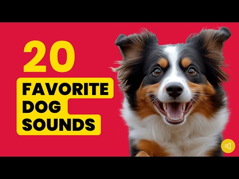 20 Favorite Dog Sounds (And That They Love) 🐶