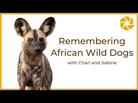 Remembering African Wild Dogs - With Charl and Sabine.