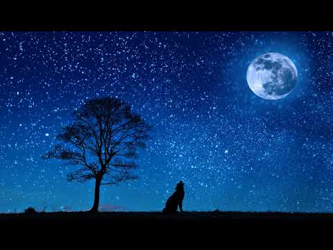 Beautiful Song  Black cat Kalhu Bulhaleh Zero Degree Atoll