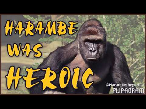 Rip harambe o7 #dicksoutforharambe